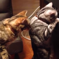 猫動画