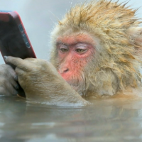 スマホをいじるサル