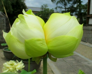 双頭蓮