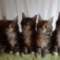 ７匹の猫