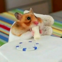ブリトーを食べるハムスター動画