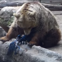 池で溺れたカラスを熊が救う感動動画