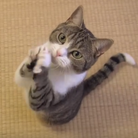 おねだり猫