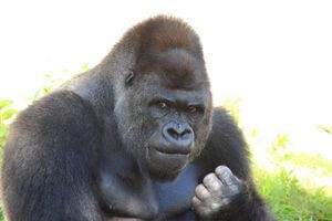 ジャバーニ