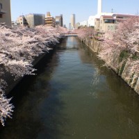 目黒川 桜