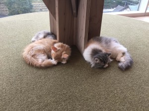 猫カフェMoCHA 原宿店