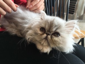 猫カフェMoCHA 原宿店