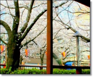 テラス前のお花見特等席