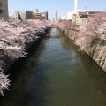 目黒川　桜