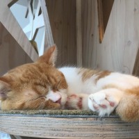 原宿 猫カフェ モカ