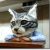 めざましテレビで分かったリアル猫ヘッドの作り方とは？